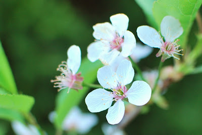 Sikkola-kirsikkapuu kukkii
