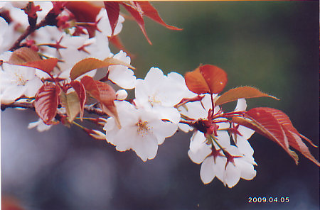  Anime  World Bunga  Sakura