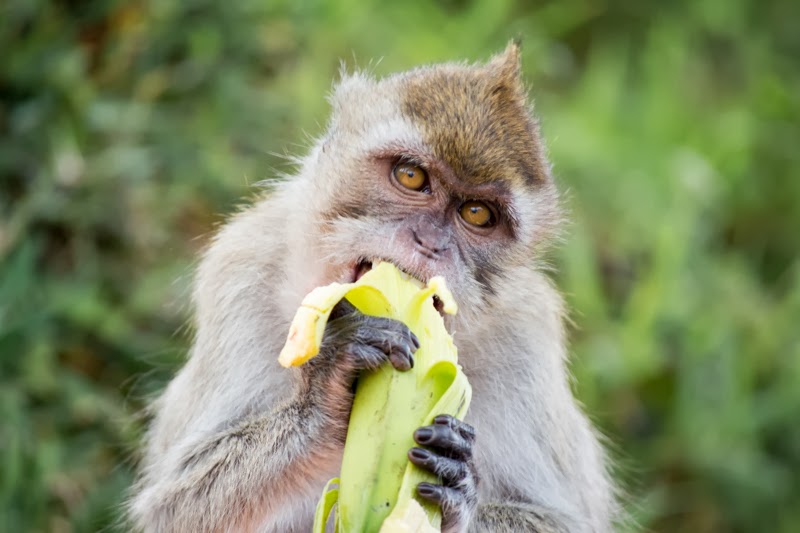 Singe qui mange une banane à Grand Bassin, Ile Maurice
