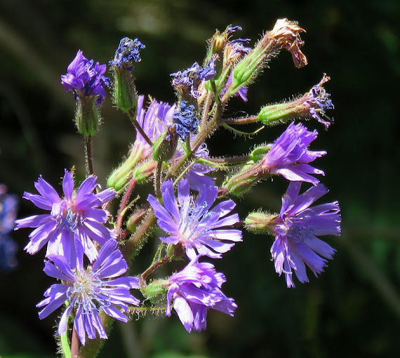 Modrzyk górski (Cicerbita alpina)