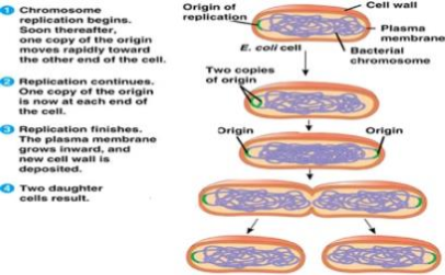 Proses Reproduksi Escherichia Coli