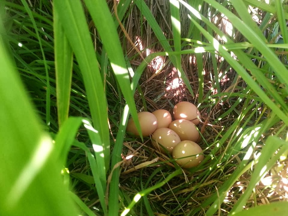 ESCAPE TO THE EDGE A Hebridean Adventure. Chick, chick, chick, chick