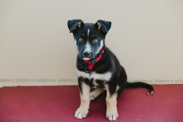 comox valley photo studio