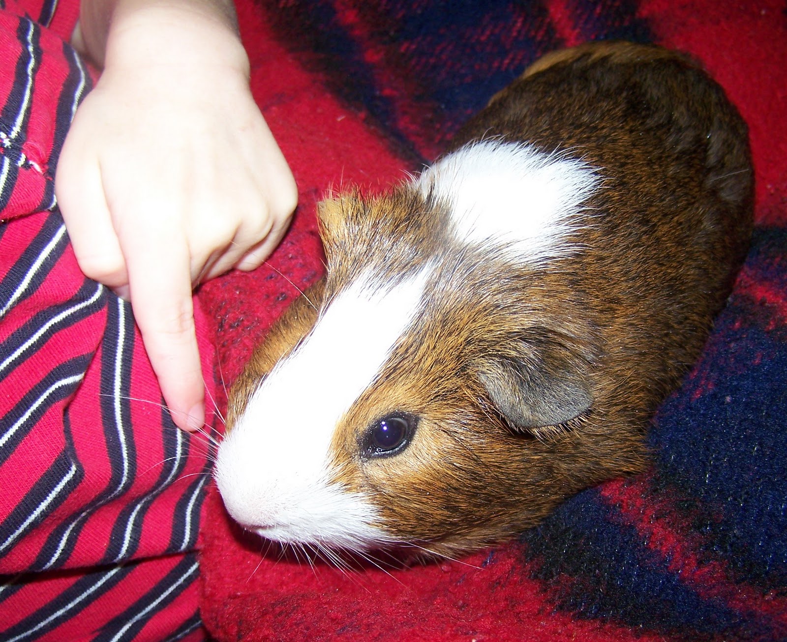 bam Kitten the Guinea Pig