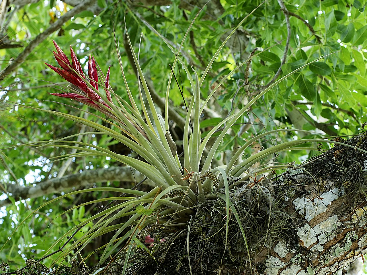 Wild air plants florida