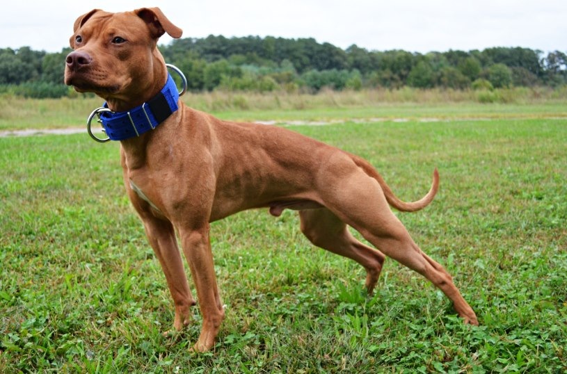 Blog Interessante: Raça Pitbull (cão)