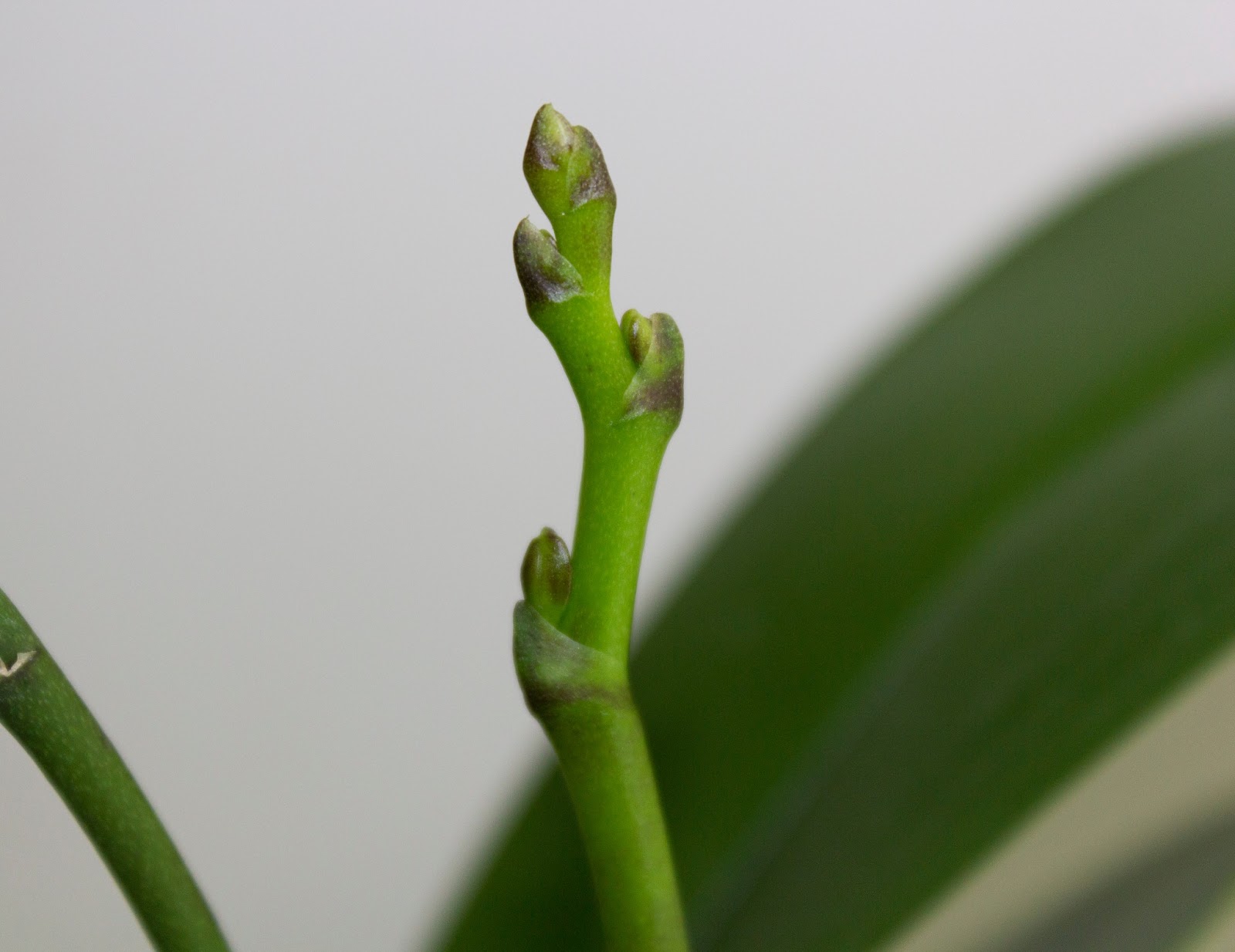 Maria's Orchids Phalaenopsis flower spikes update