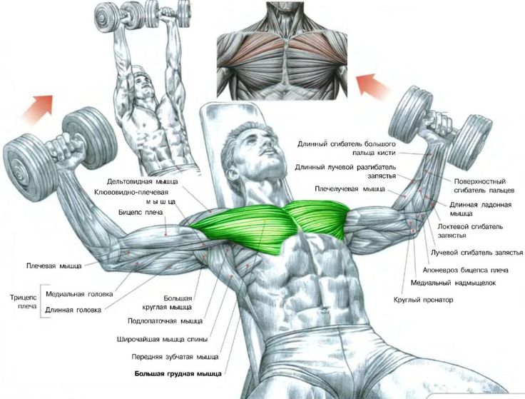 Yeazfitcenter Bench Dumbbell Fly Flat Incline Decline