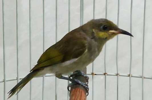 Cara Merawat Burung Cucak Kombo Yang Baik Kicau Sejati