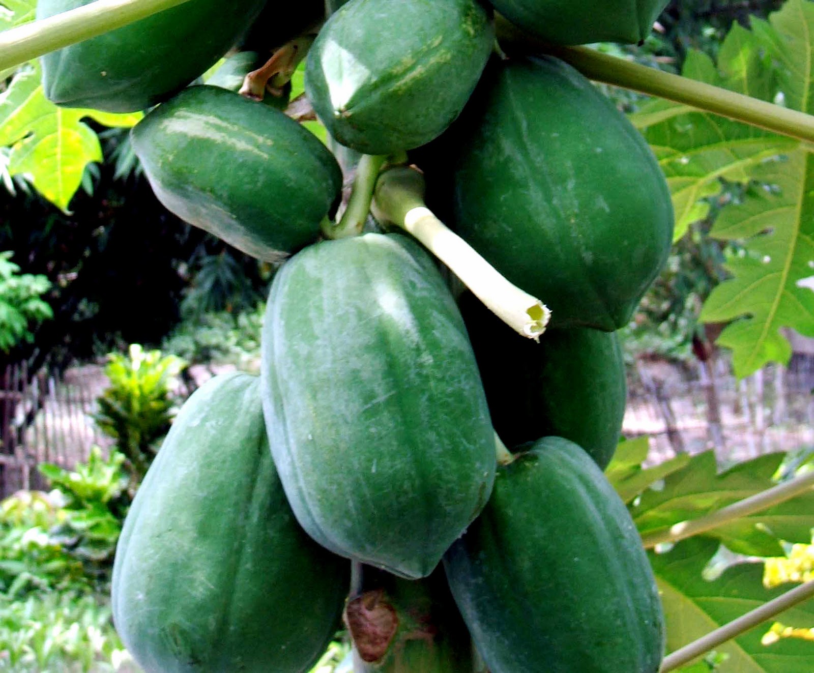 Gunakan obat herbal January 2011