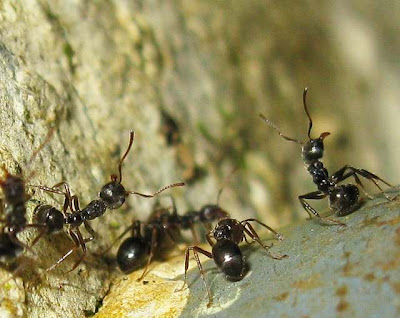 Rambutan ants Dolichoderus bituberculata