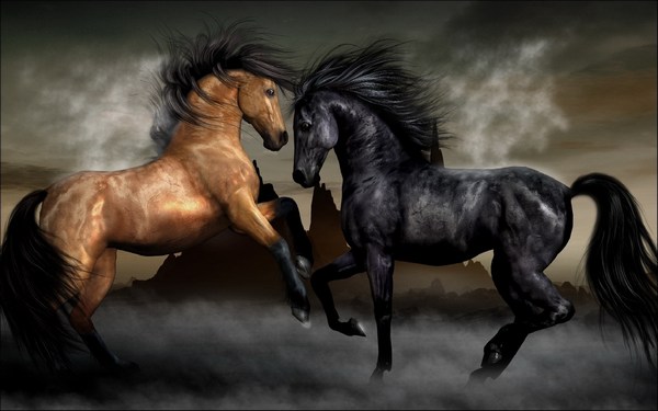 Pictures of Horses Clash with Each Other in HD