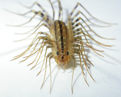 bug household centipede invasion centipedes bugs flying apartment legs ways found