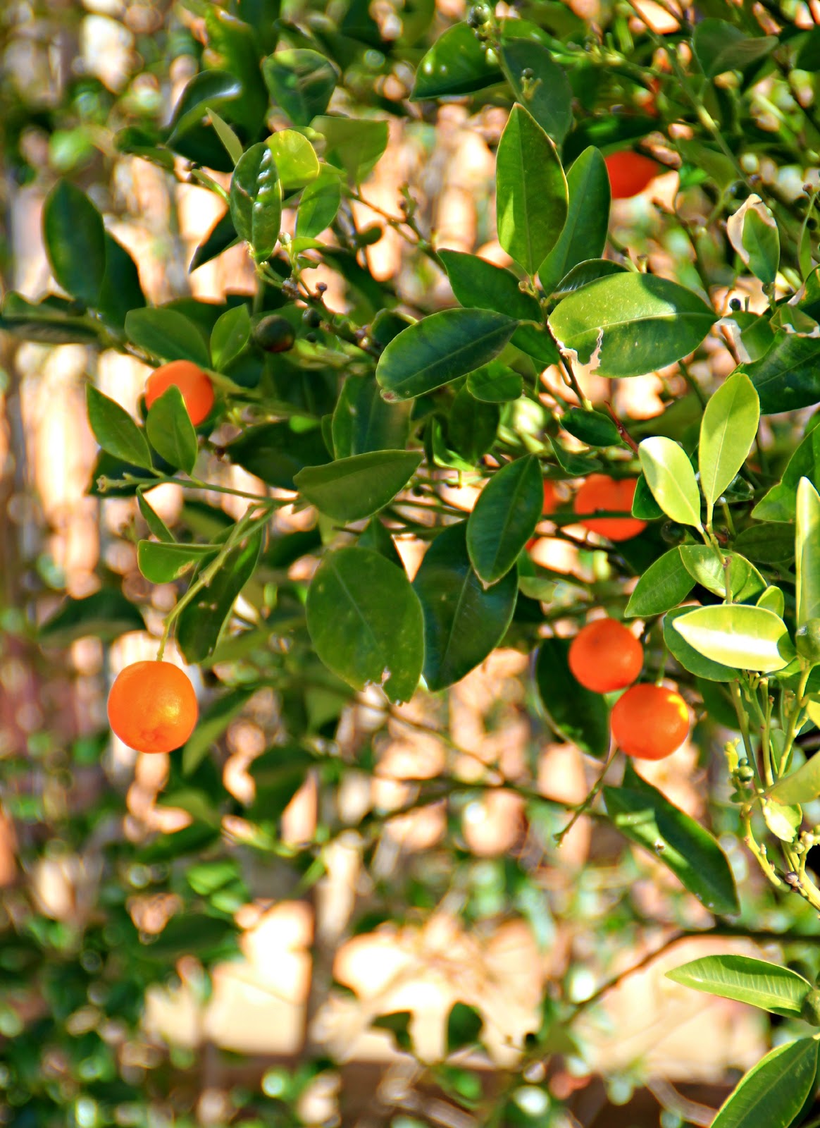 Andante con gusto Taormina nel blu dipinto di blu. Cavolfiore con
