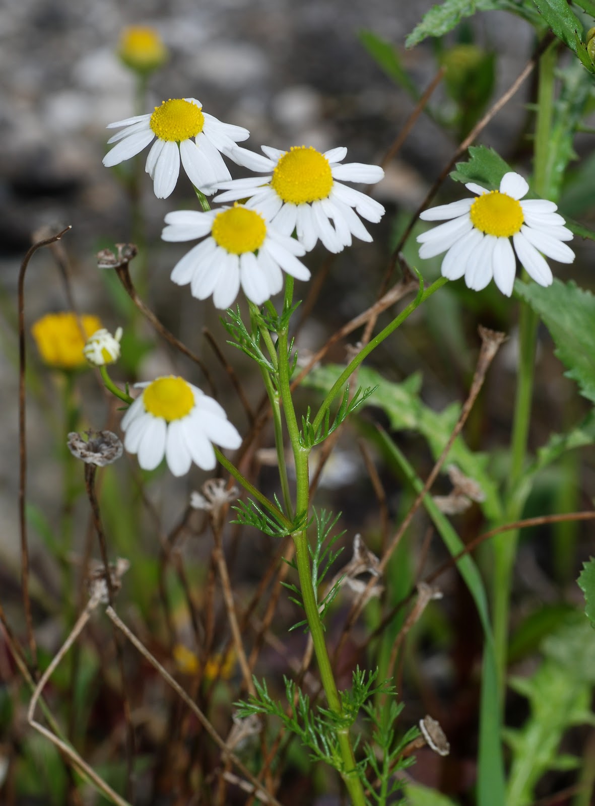 Microscope World Blog Chamomile under the Microcope