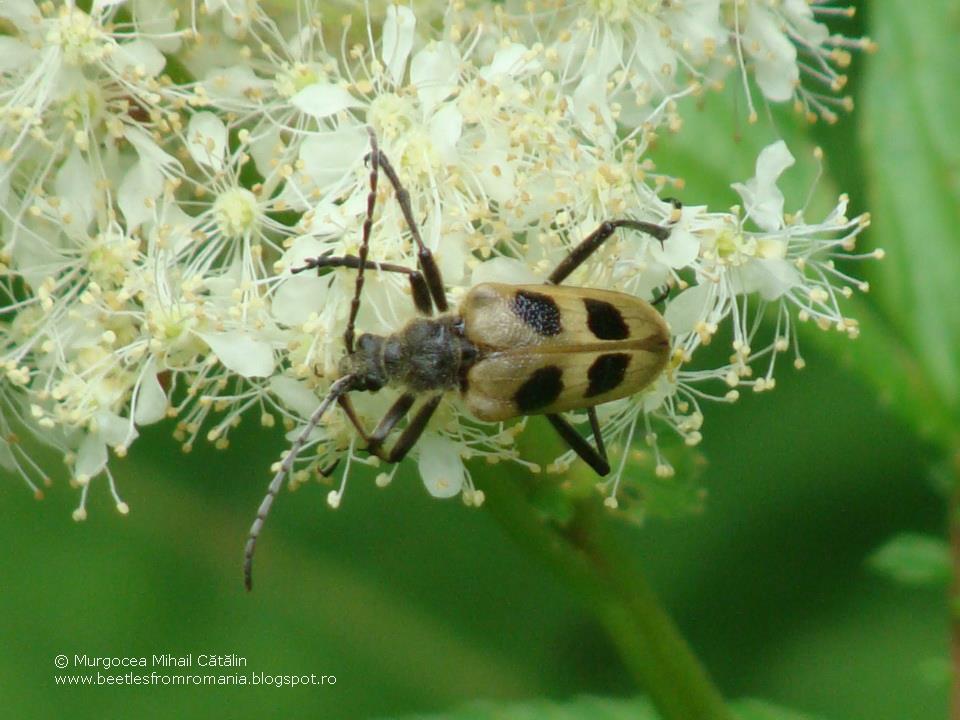 Beetles from Romania Pachyta quadrimaculata