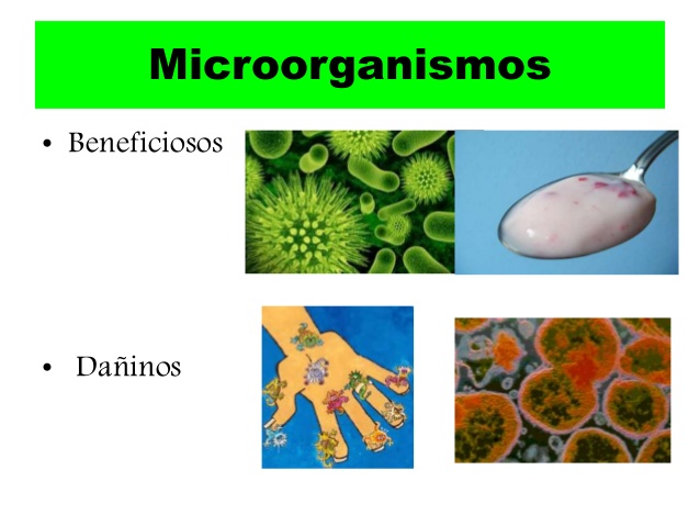 Tipos de microorganismo