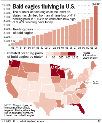 Bald Eagle: Why is the Bald Eagle Endangered?