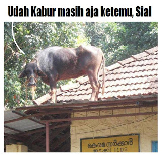 Kumpulan Gambar Meme DP BBM Gokil Idhul Adha Hari Kurban Terbaru 2018 Kumpulan Gambar Meme DP BBM Gokil Idhul Adha Hari Kurban Terbaru 2018