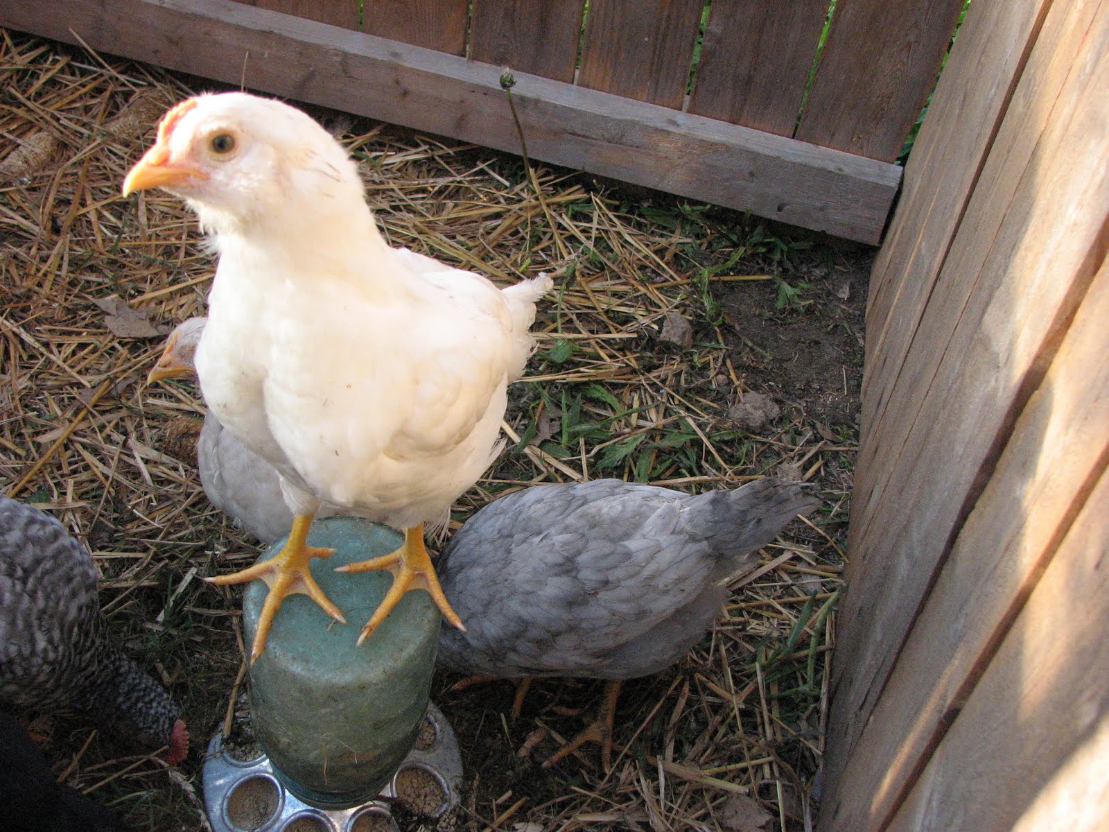 New Growth Spring Chickens