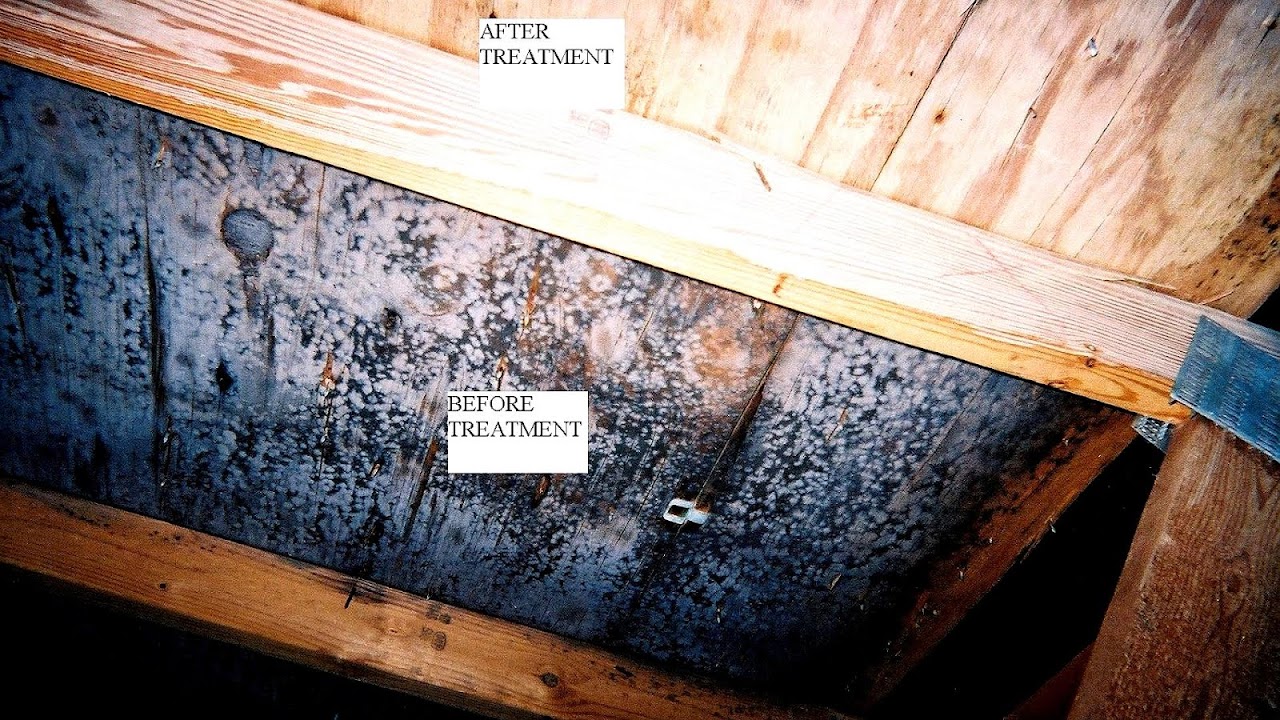 Treatment Of Black Mold Treat Choices