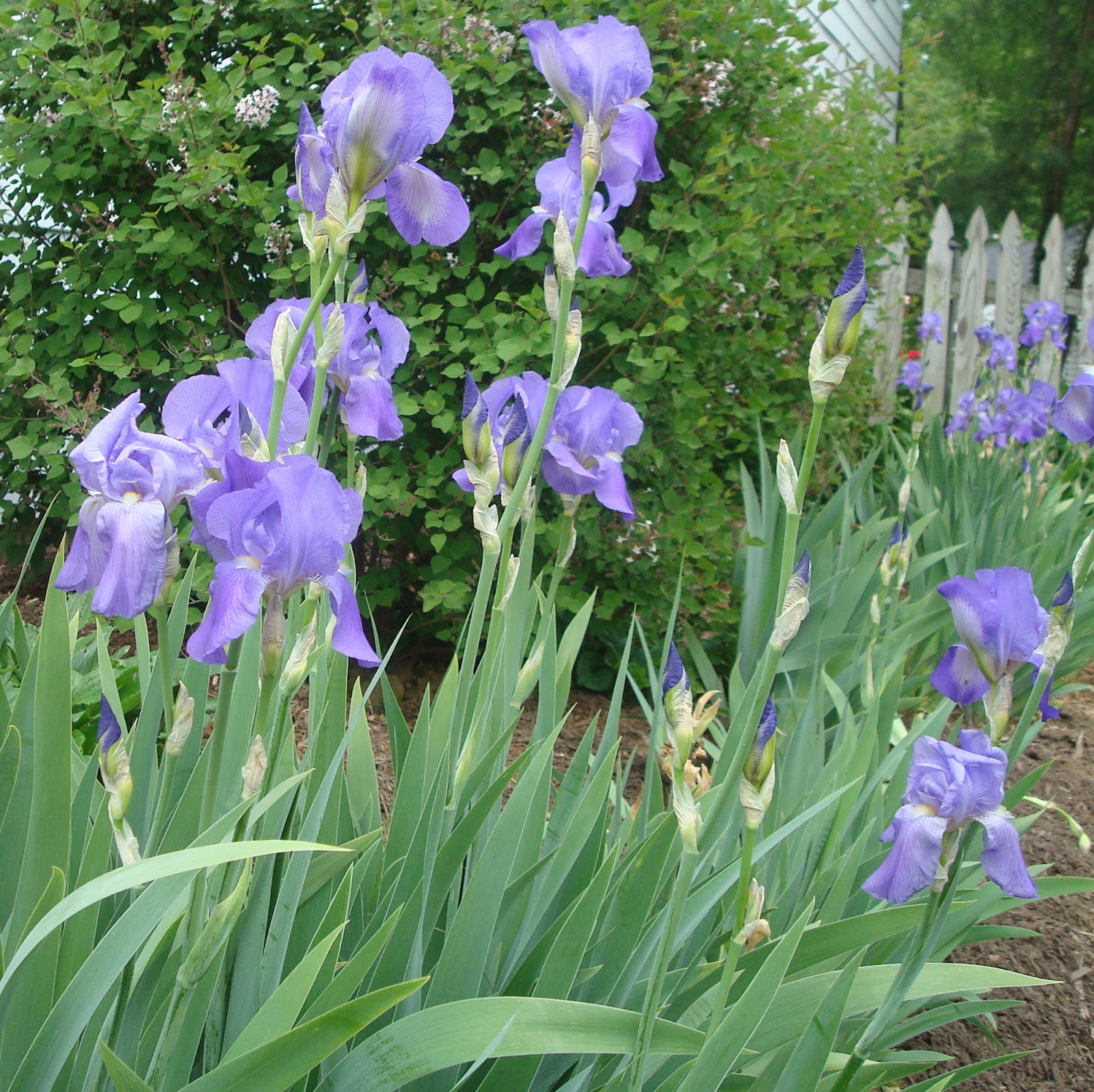 Love, Joy and Peas Columbines, Widow's Tears, Irises & More This Week