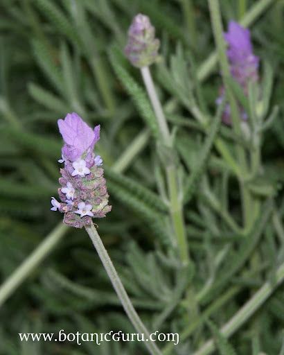 Lavandula dentata, French Lavender, Fringed Lavender