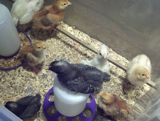 new chicks, care of baby chicks, care of baby chickens, 