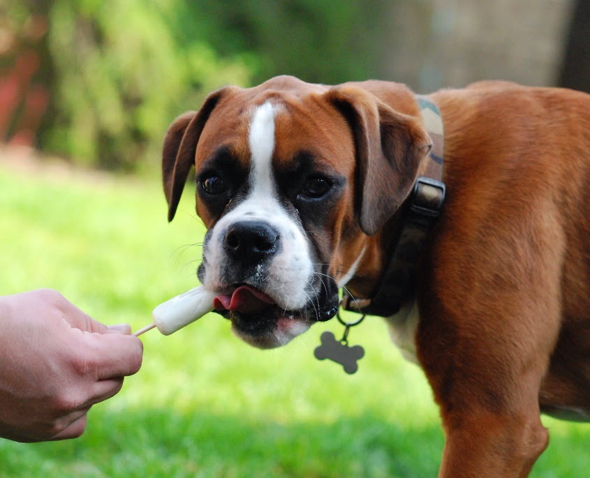 Raise a Green Dog! Simple, easy, frozen chicken broth dog treats!
