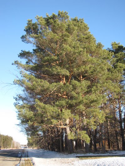 Scotch pine