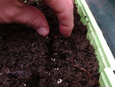 Sowing lettuce seeds in a tray Green Fingered Blog