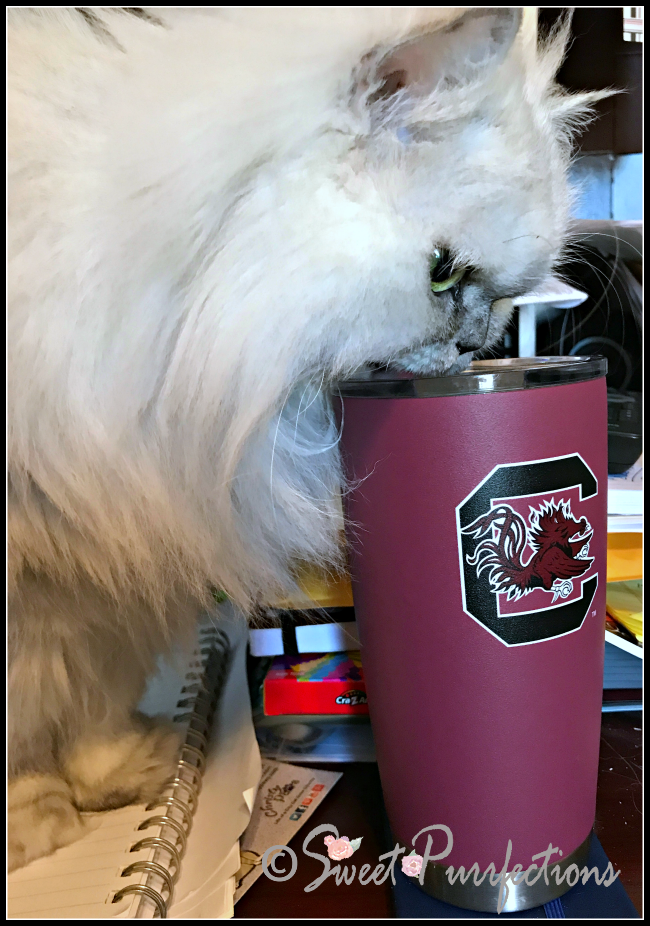 Truffle likes the refreshing and cool water from Gamecock Cup