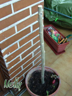 Misceláneas cristall: Paso a paso......Flores para mi balcón!!!