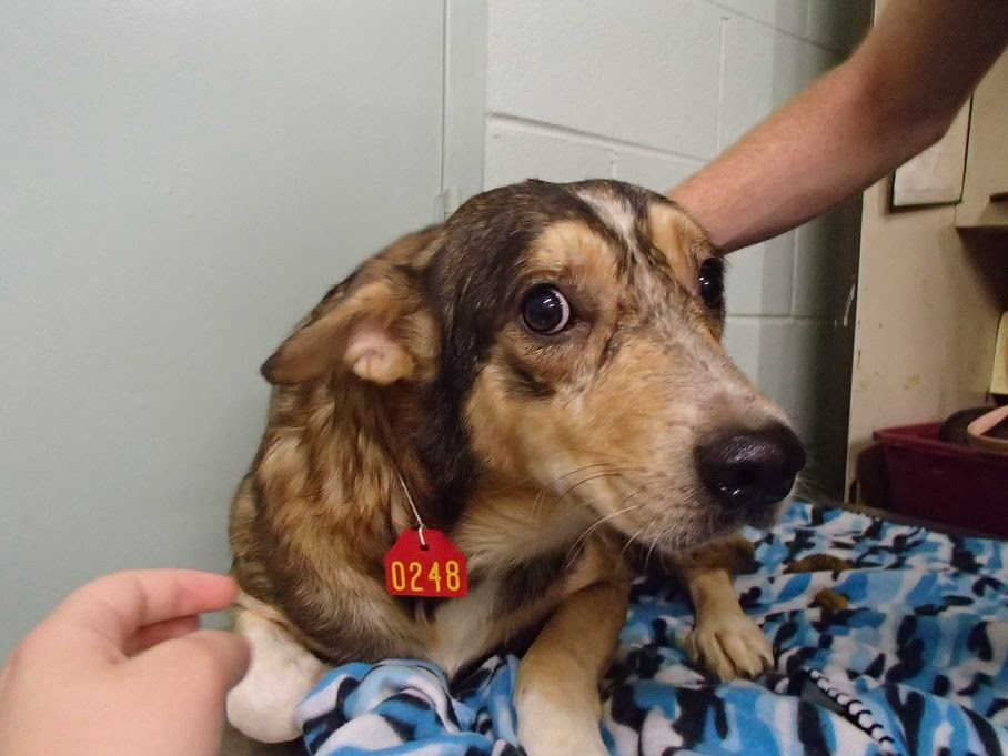 Four legged friends (and enemies) Gastonia couple cited for having 43