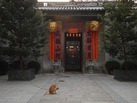 cat cleaning itself in front of the Man Mo Temple in Tai To, Hong Kong