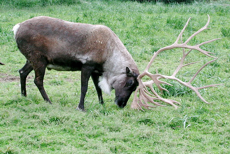 Elk Antler Dog Chew Toy Elk Antler Dog Chew Toy