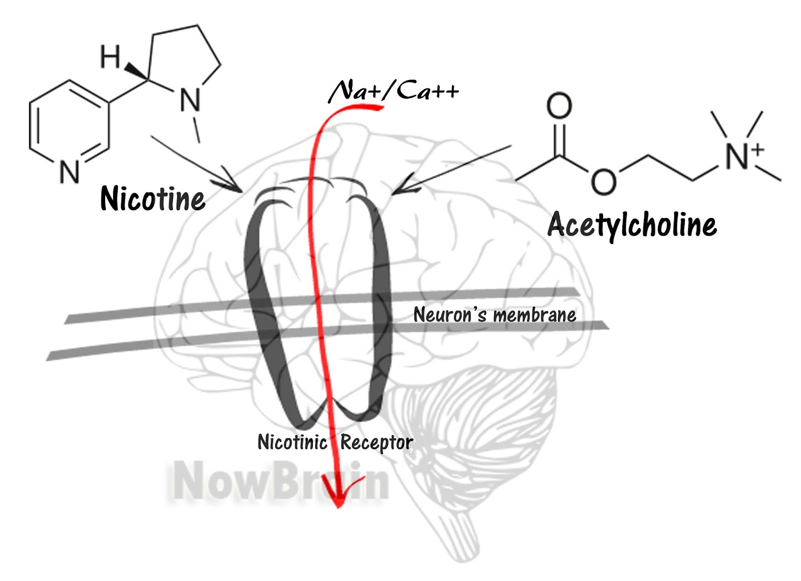 You are your brain Effects of nicotine on our brain