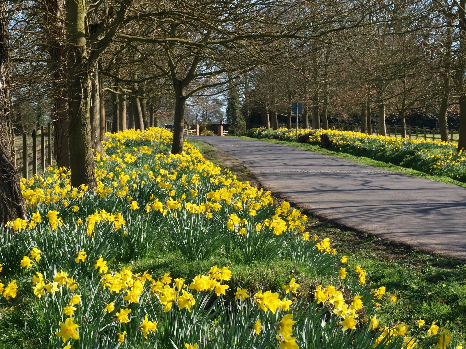 Ragged Robin's Nature Notes Daffodils at Packwood House