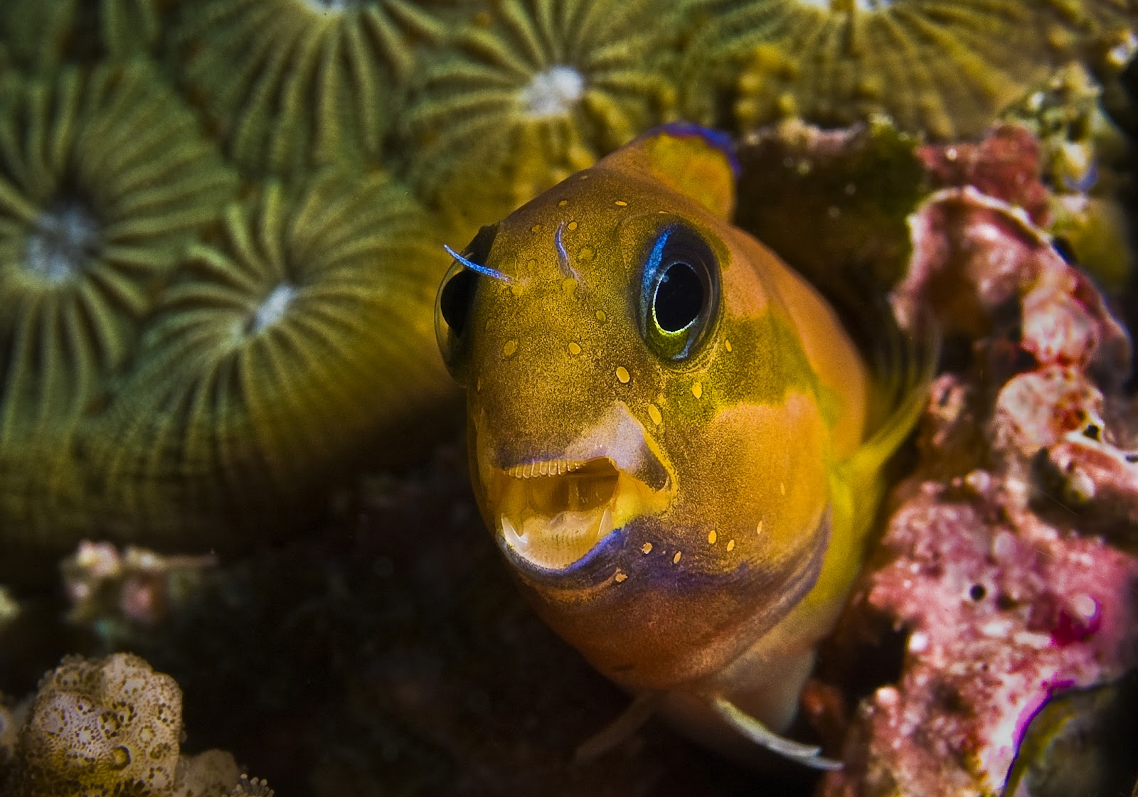 Fish Index Midas Blenny Ecsenius midas 