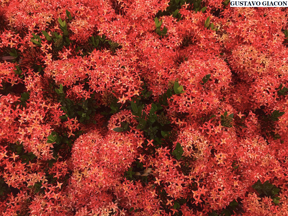 Viveiro Ciprest - Plantas Nativas e Exóticas: Ixora Mini Vermelha ( Ixora  coccinea 