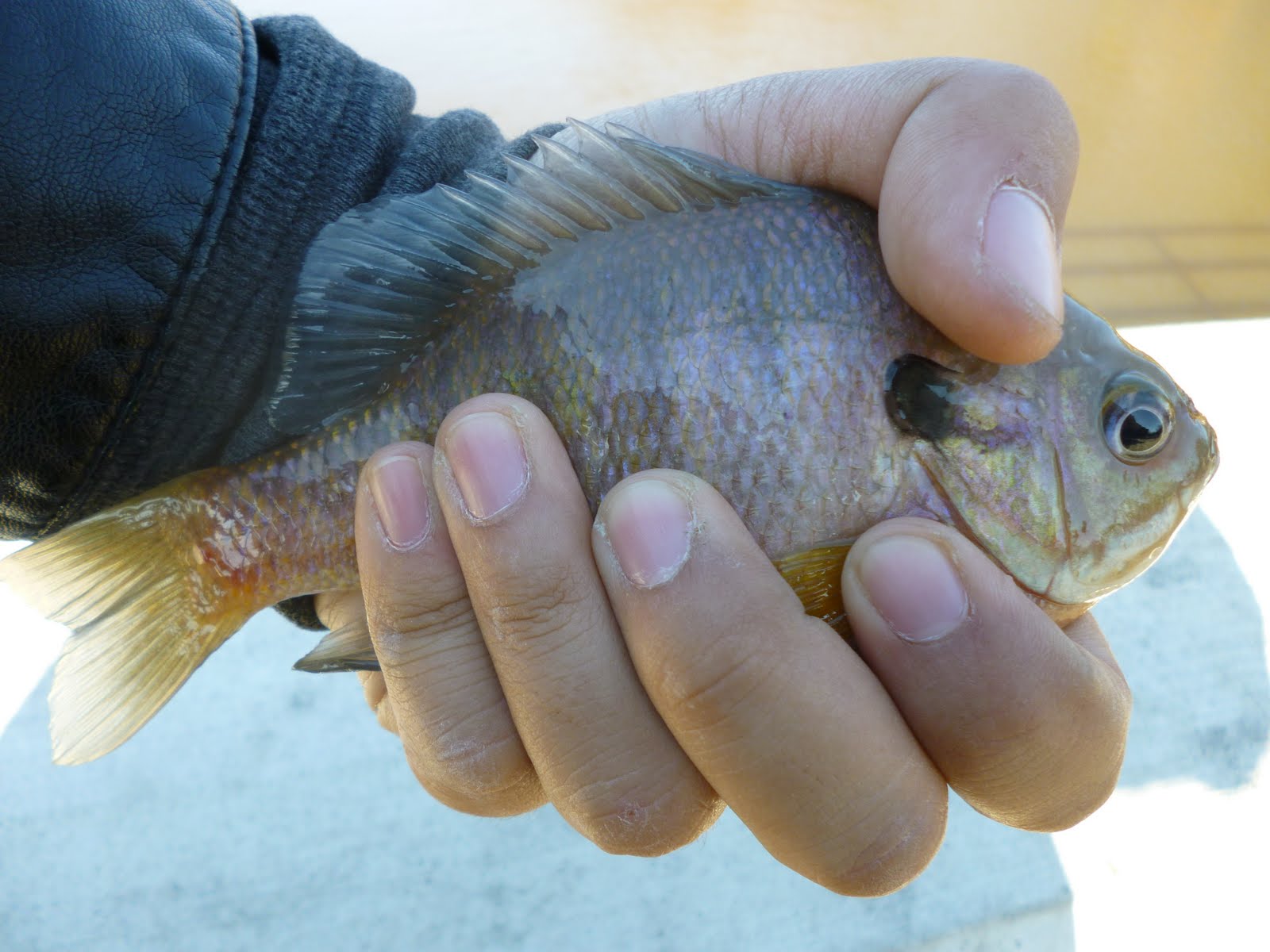 Extreme Philly Fishing Fishing the Wallworth Pond in New Jersey