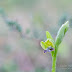 Primera Ophrys de la temporada