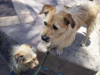 Missy and Princess, two little furry companions looking for a home