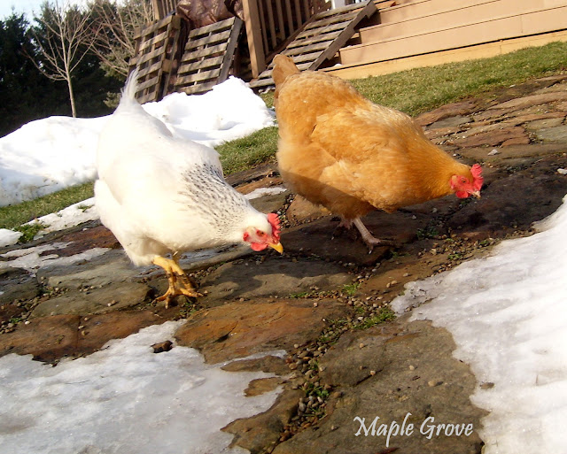 Maple Grove Why Chickens Eat Grit
