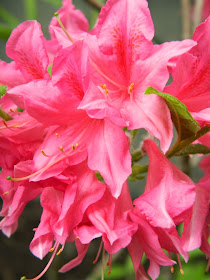 Hop pink azalea blooms by garden muses-not another Toronto gardening blog