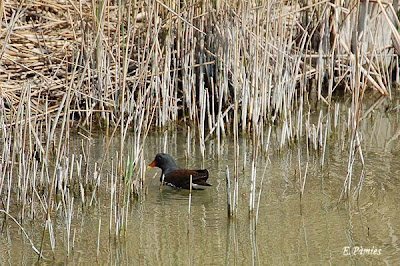 Polla d'aigua (Gallinula chloropus)