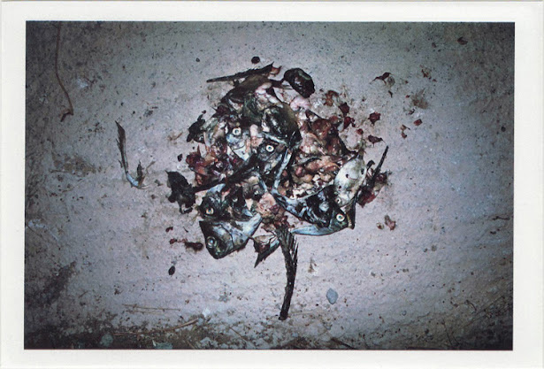 dirty photos - fumus - a photo of eaten fish pile