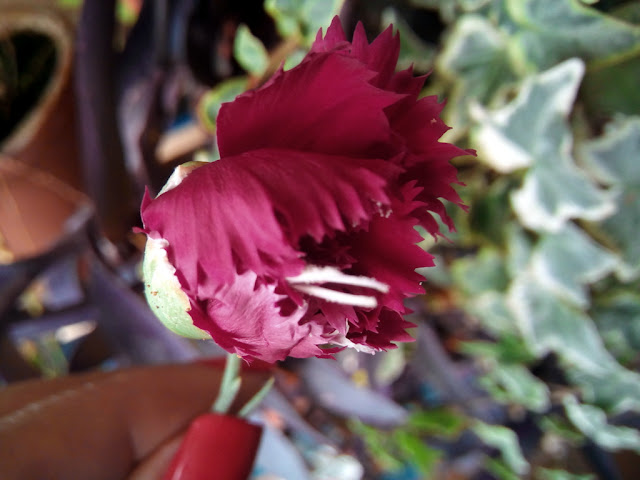 Clavel o clavelina (Dianthus caryophyllus L.).