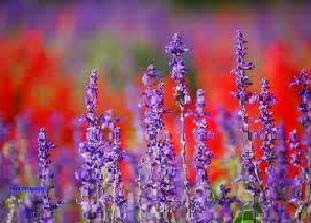 adalah salah satu tumbuhan yang berbunga dalam keluarga atau suku Lamiaceae Tumbuhan Bunga lavender 
