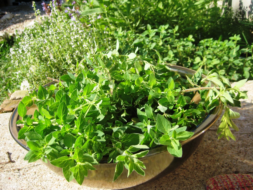WHAT IS OREGANO? The Garden of Eaden